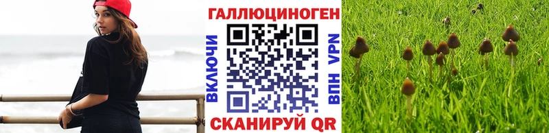 как найти наркотики  Ржев  Псилоцибиновые грибы GOLDEN TEACHER 